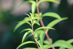 Image of a lemongrass