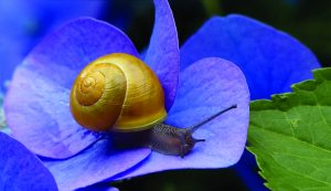 the benefits of snail mucus